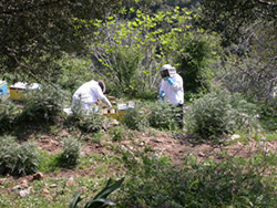Beehives